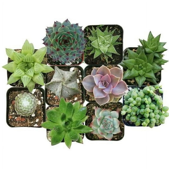 Succulents Pack for Beginners - 10 Succulents