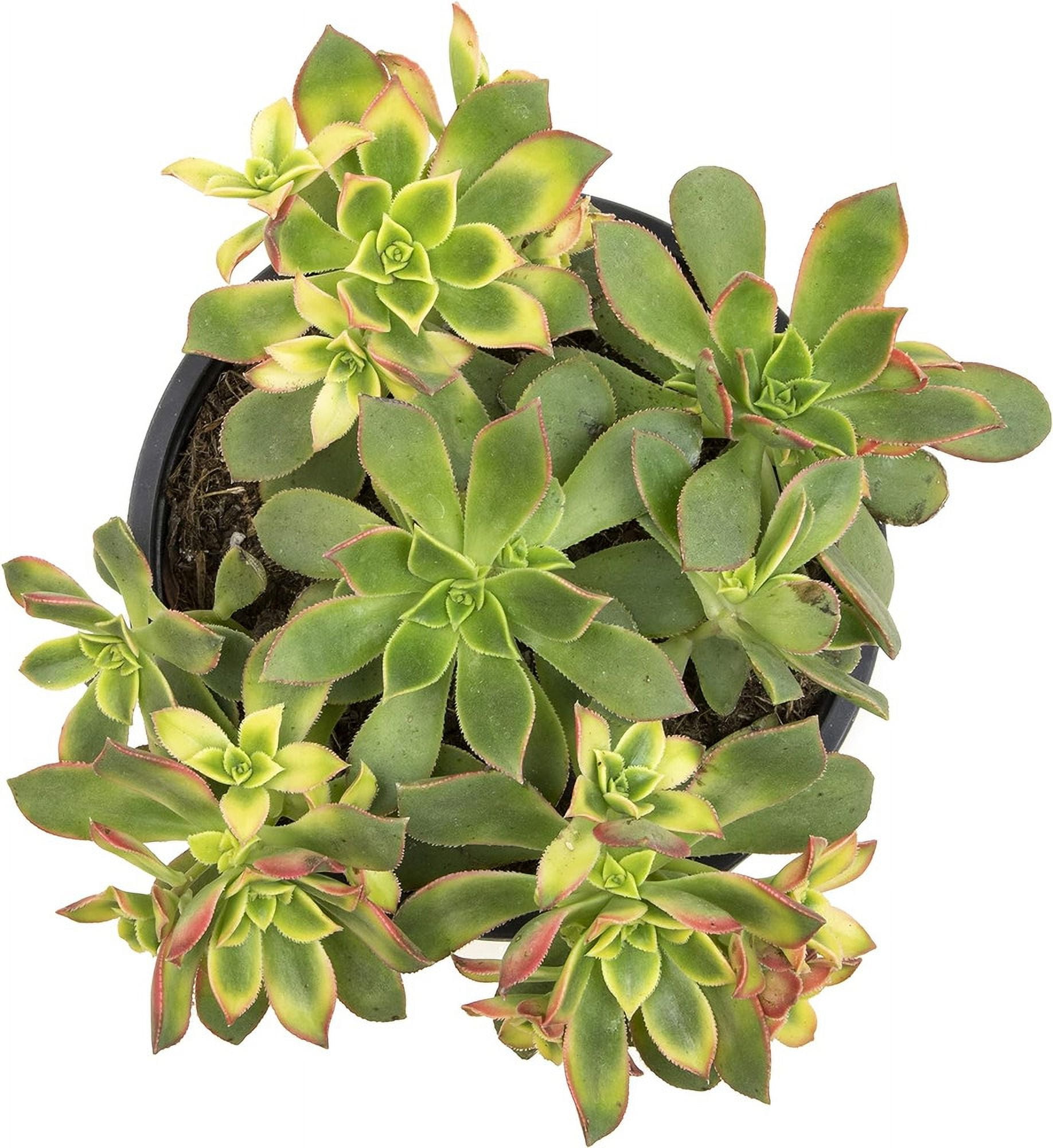Succulents Plants Live Indoor Plants, Aeonium Kiwi Plants Live