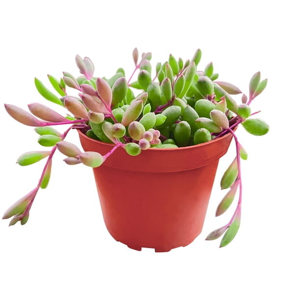 Succulents Plants Live,Othonna capensis L.H.Bailey,Purple Hanging Trailing,House Plant for Home Office Wedding Decoration DIY Project Party Favor