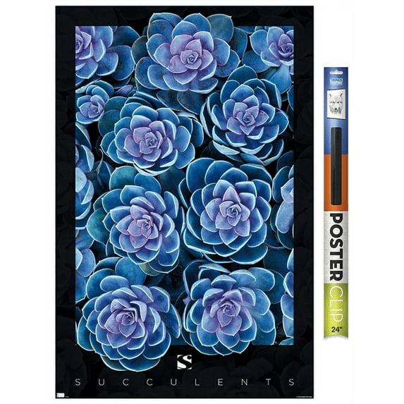 Succulents - Purple Wall Poster, 22.375" x 34"