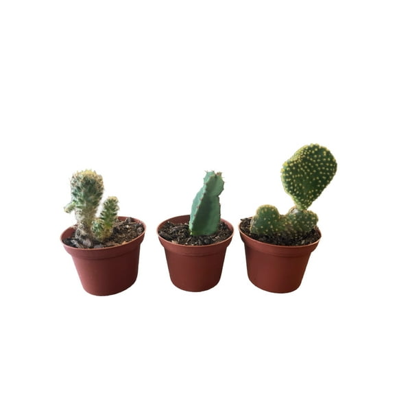 Succulents & Such 3 Piece Cactus Set 3" Pot, Moderate Light