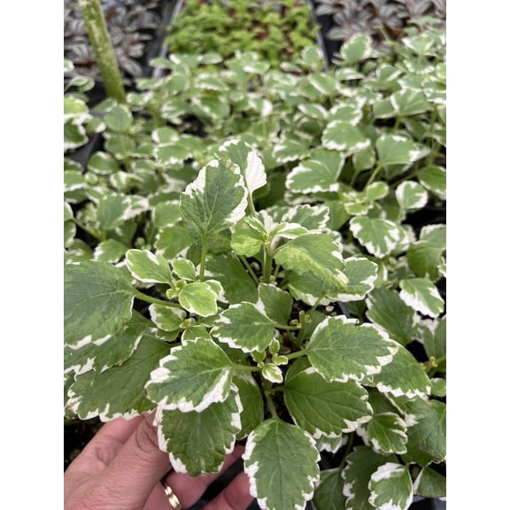 Succulents & Such 3 Piece Tradescantia/Wandering Jew Tropical Plant Set 3" Pots, Moderate Light