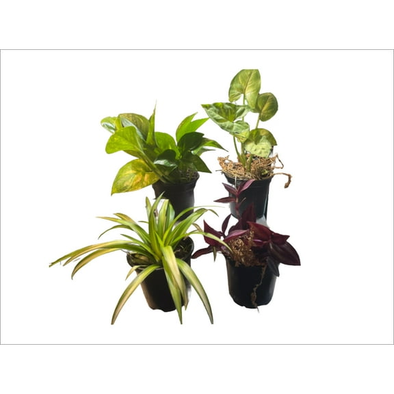 Succulents & Such 4 Piece Tropical Plant Set In Decor Pots