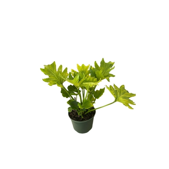 Succulents & Such - Cut-Leaf Philodendron - Live Plant in a 6 inch Pot, Moderate Light