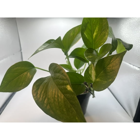Succulents & Such - Golden Pothos Plant 4" Nursery Pot, Moderate Light. 8 Ounces