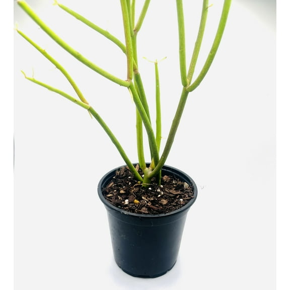 Succulents & Such - Pencil Cactus Live Plant, 4" Pot, Moderate Light, Firestick Cactus, Full Sun