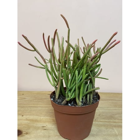 Succulents & Such - Pencil Cactus - Live Plant in a 6 inch Pot - Euphorbia Tirucalli , Moderate Ligt