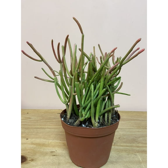 Succulents & Such - Pencil Cactus - Live Plant in a 6 inch Pot - Euphorbia Tirucalli , Moderate Ligt