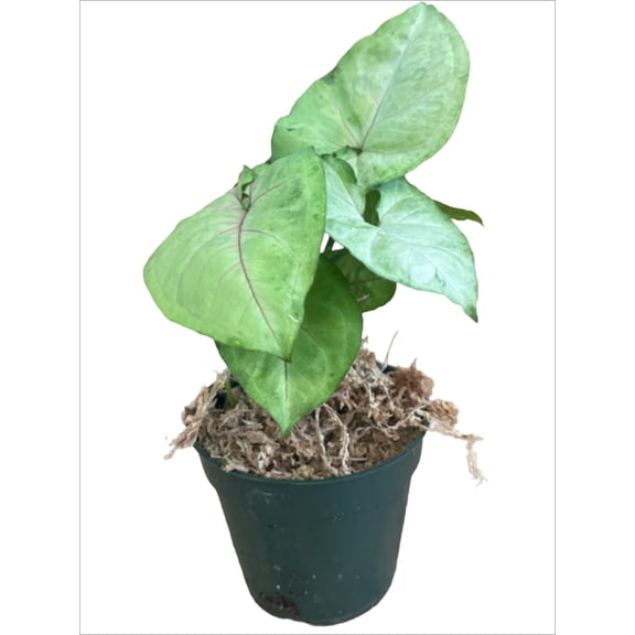Succulents & Such Syngonium Cream Allusion Live Plant, Moderate Ligh
