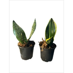 Succulents & Such Two Sansevieria Plants, 4" Pots, Air Purifier Plants, Moderate Light