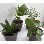 Succulents & Such 4 Piece Variety Plant Set, Randomly Selected in 4" Decor Pots