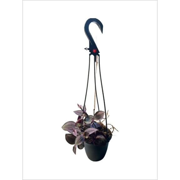 Succulents & Such Wandering Jew Plant Hanging Basket - Live Plant in a 4 inch , Moderate Light
