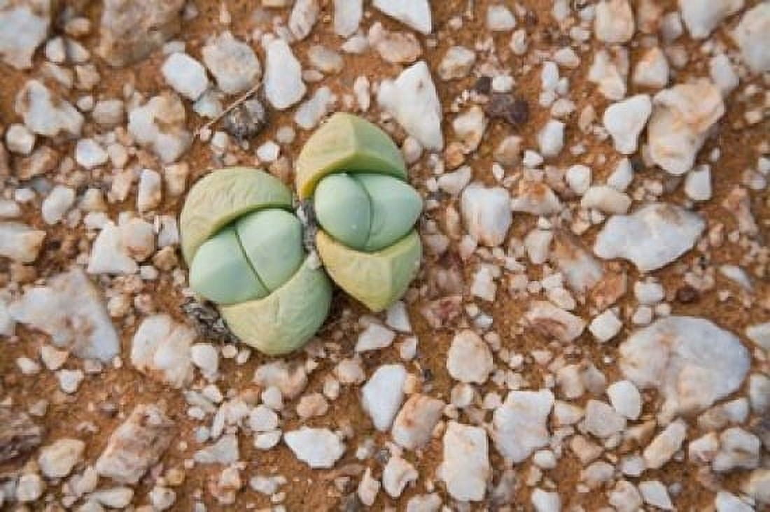 Succulents quartz Cape Province South Africa Canvas Art - Ralph H Bendjebar DanitaDelimont (17 x 11)