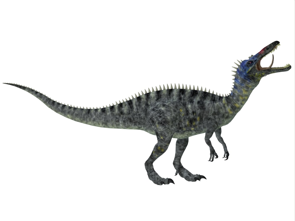 Suchomimus a large dinosaur from the Cretaceous Period Canvas Art - Corey FordStocktrek Images (17 x 13)