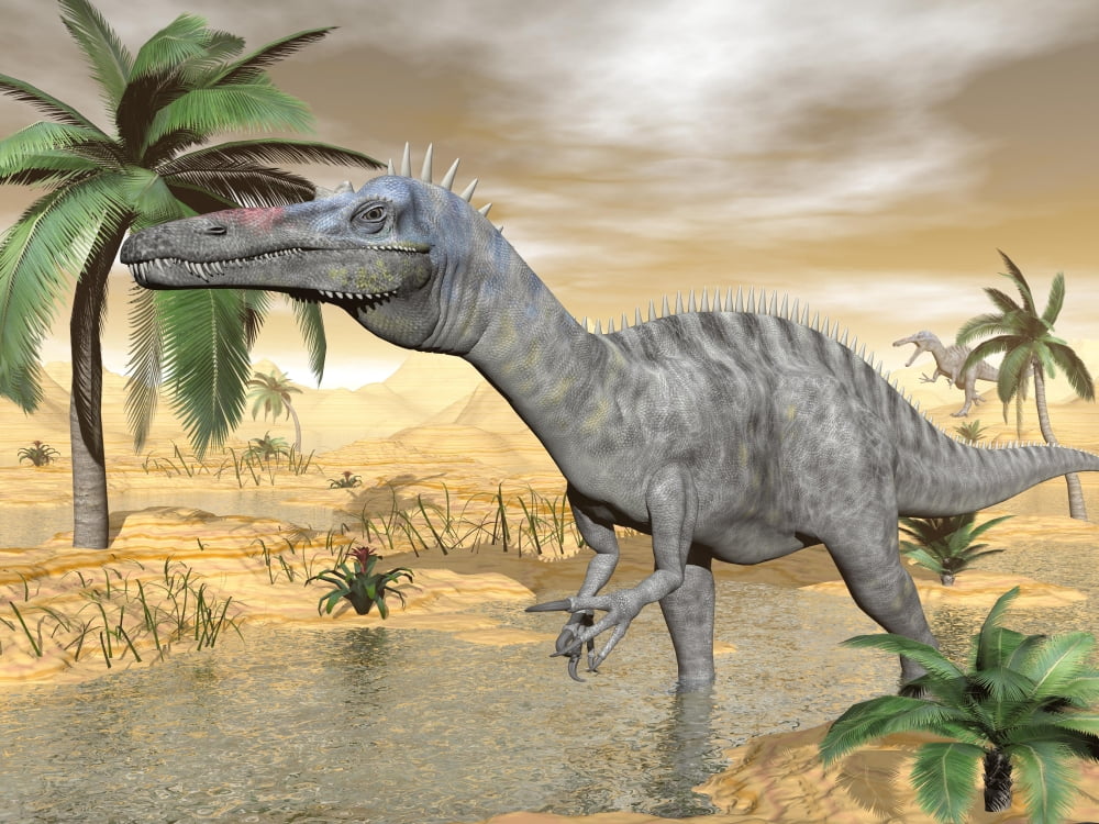Suchomimus dinosaur walking in the water in desert landscape Canvas Art - Elena DuvernayStocktrek Images (17 x 13)