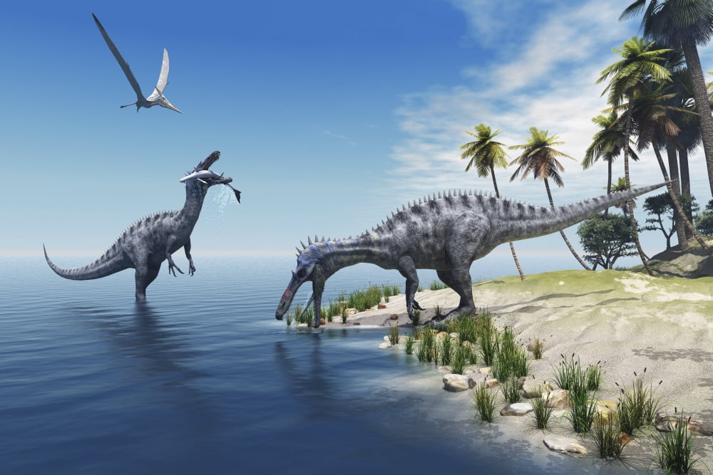 Suchomimus dinosaurs feed on fish on the shoreline Canvas Art - Corey FordStocktrek Images (18 x 12)
