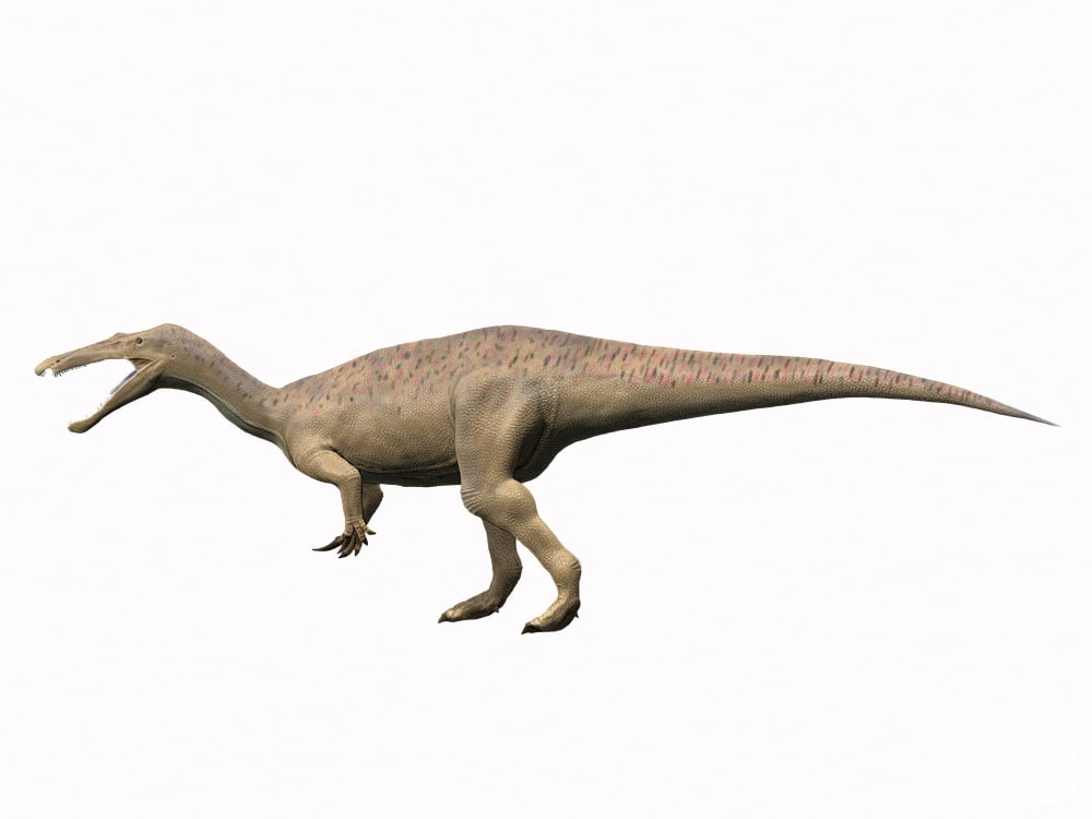 Suchomimus tenerensis Early Cretaceous of Niger Canvas Art - Nobumichi TamuraStocktrek Images (17 x 13)