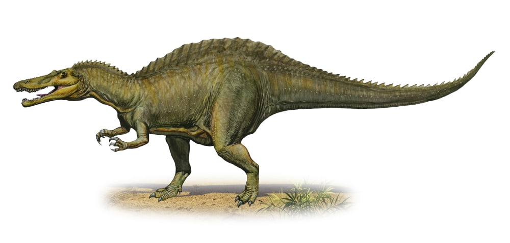 Suchomimus tenerensis a prehistoric era dinosaur Canvas Art - Sergey KrasovskiyStocktrek Images (41 x 20)
