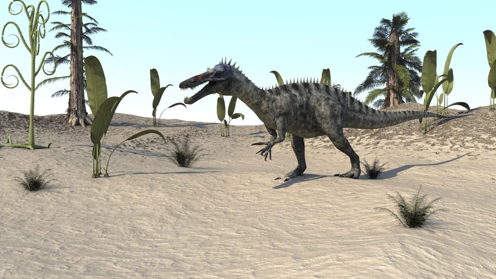 Suchomimus walking through an open desert Canvas Art - Kostyantyn IvanyshenStocktrek Images (19 x 11)