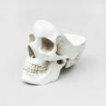 thumbnail image 1 of Suck UK | Skull Jewelry Organizer| Gothic Trinket Box | Skull Jewelry Organizer | Vanity Tray | White, 1 of 7