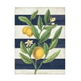 thumbnail image 1 of Sue Schlabach 'Classic Citrus V Navy Shiplap NW' Canvas Art, 1 of 3