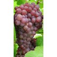 Suffolk Red Seedless Grape, 2 year old live potted grape plant