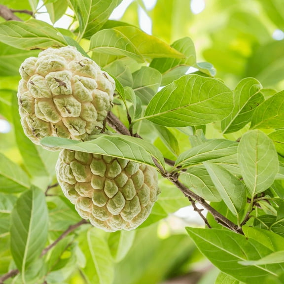 Sugar Apple Fruit Plant, Live Annona Squamosa Tree, 4-8 Tall, Tropical Custard Apple Fruit