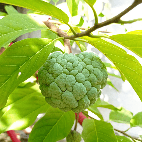 Sugar Apple Live Plant, Annona Squamosa Tree, 5-9'' Tall, Edible Fruit Tree for Outdoor Gardening
