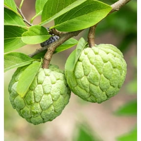 Sugar Apple Live Starter Plant - 5-9" Tall - Annona squamosa - Tropical Fruit Tree for Containers, Patios & Home Gardens - Ready to Grow