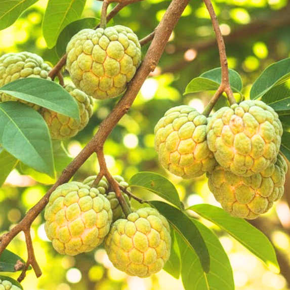 Sugar Apple Tree Live Plant, Full Rooted from 16-18 Inches Tall, Ready for Planting, Sweet Tropical Fruit Tree