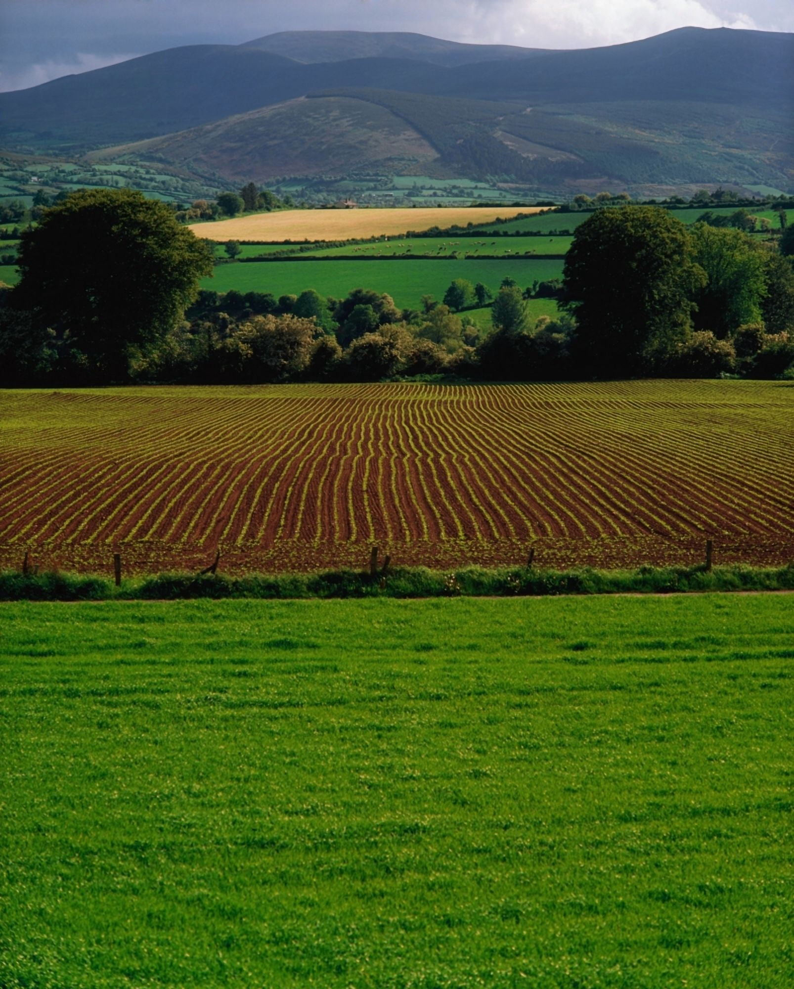 Sugar Beet Canvas Art - The Irish Image Collection Design Pics (13 x 17)
