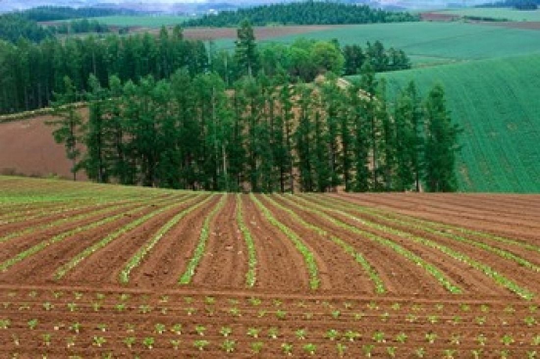 Sugar Beet Field Biei Hokkaido Japan Canvas Art - Rob Tilley DanitaDelimont (36 x 24)