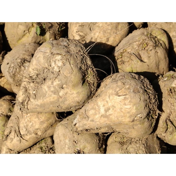 Sugar Beet Seeds/Biennial/Full Sun/40 Seeds 1/2 Gram/Zellajake Farm and Garden - C16