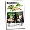 thumbnail image 1 of Sugar Beet Seeds for Planting - 100+ Non-GMO Heirloom Seeds, Beta vulgaris, Perfect for Home Gardens & Gifts, 1 of 7