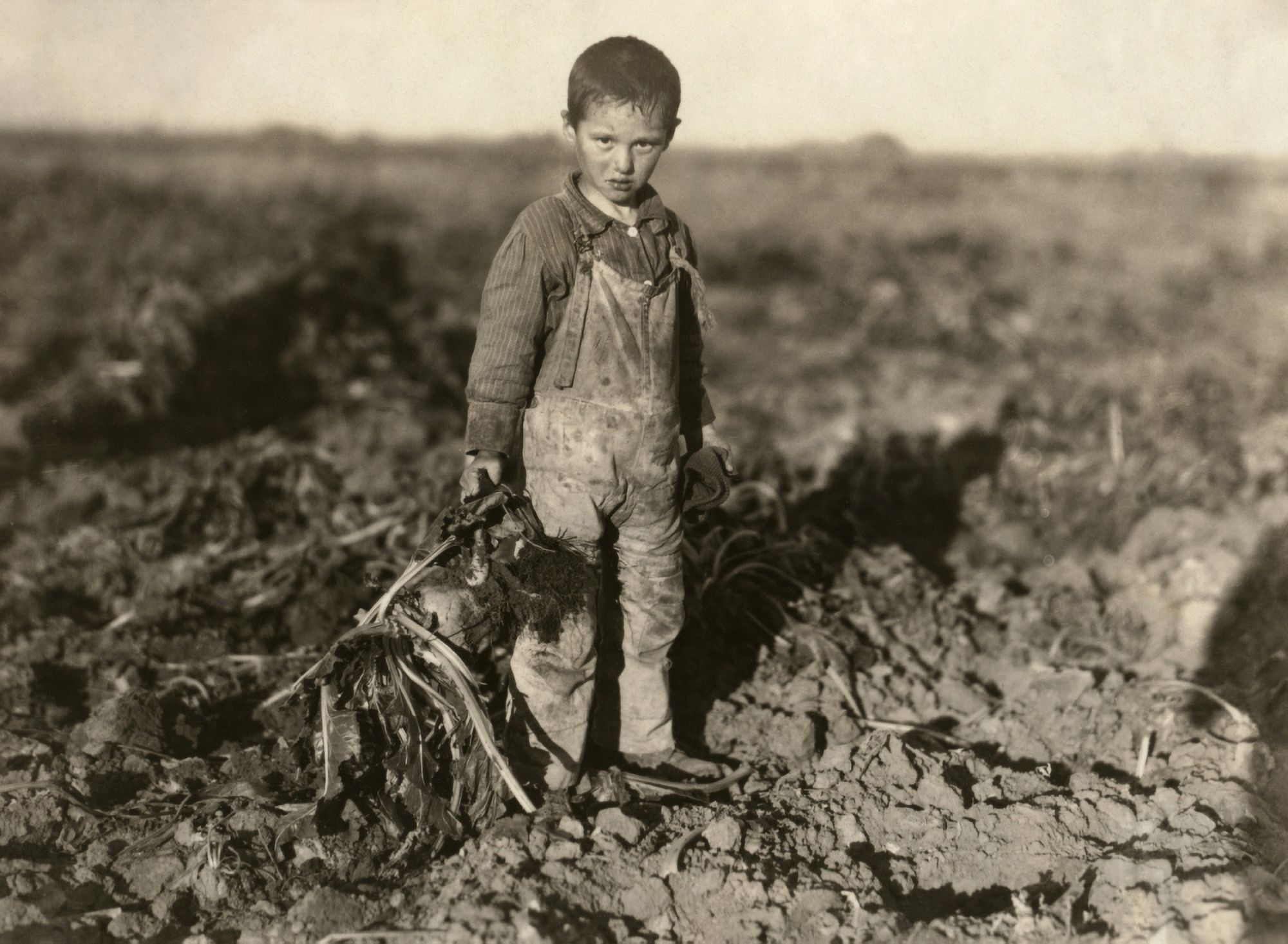 Sugar Beet Worker, 1915. /NsixYear Old Boy Pulling Beets On His Parents Farm Near Sterling