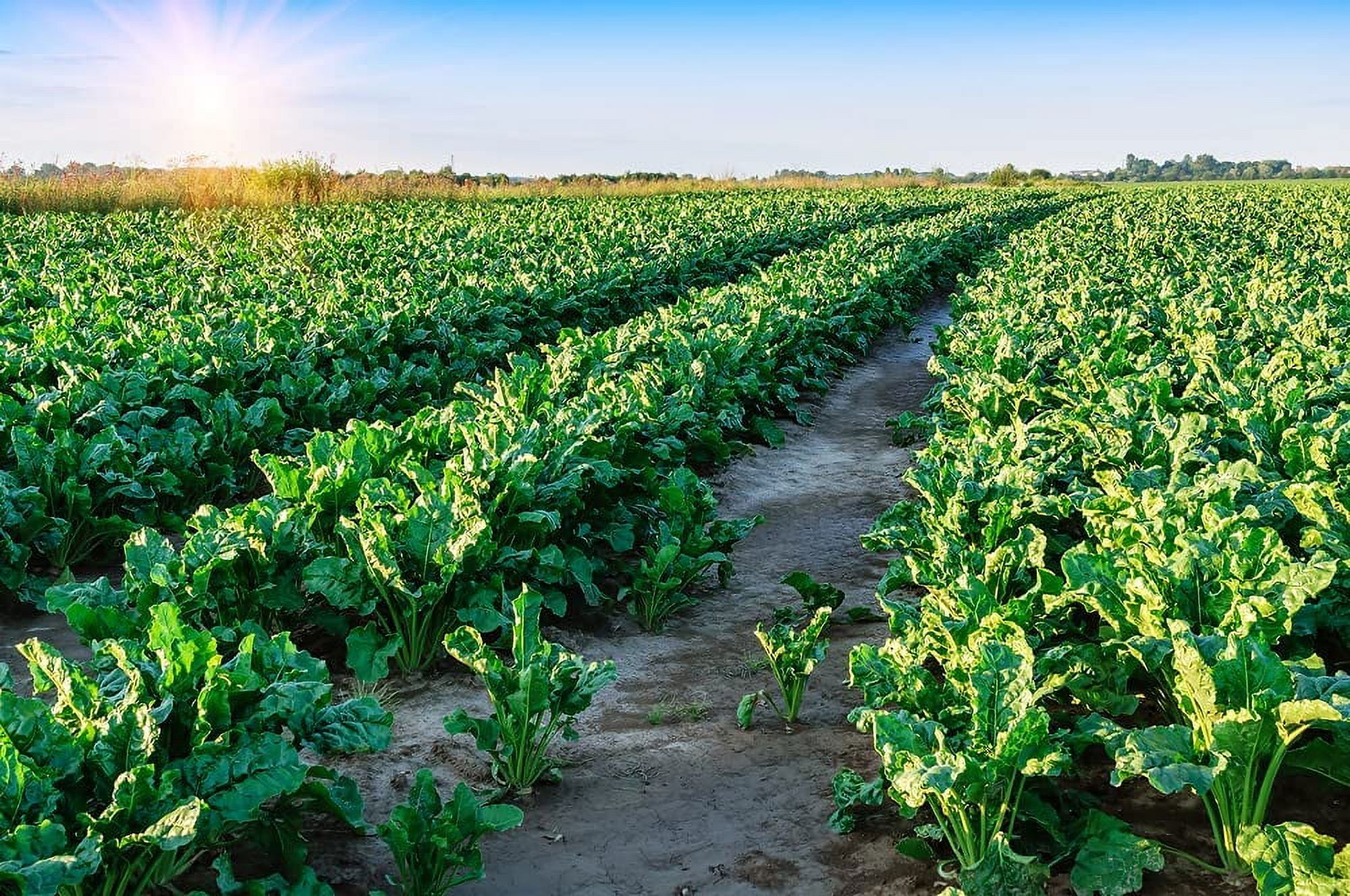 Sugar Beets Deer Food Plot Seeds 500 Seeds to Grow Whitetail Deer