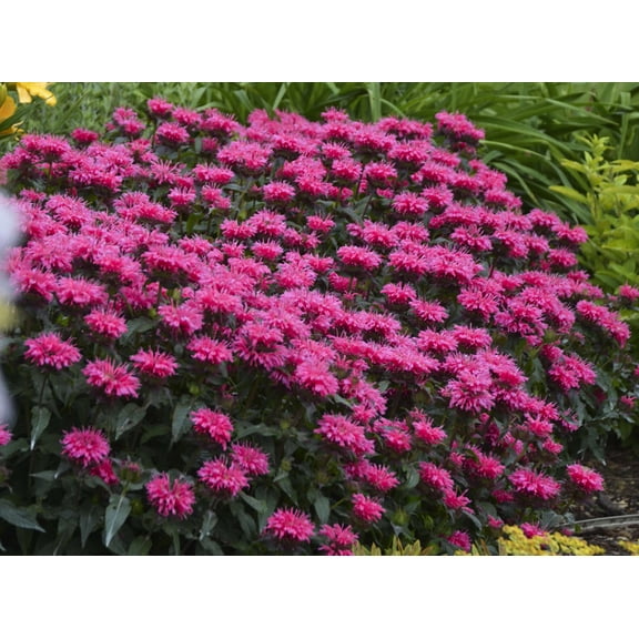 Sugar Buzz Grape Gumball Bee Balm - Monarda - Gallon Pot
