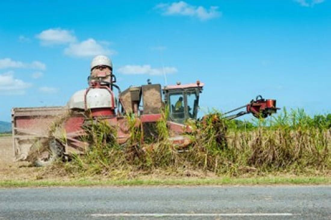 Sugar Cane being harvested Lower Daintree Queensland Australia Canvas Art - Panoramic Images (36 x 24)