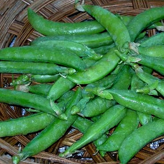 Sugar Daddy Snap Pea Garden Seeds - 25 Lbs Bulk - Non-GMO, Heirloom, Organic Vegetable Gardening Seed
