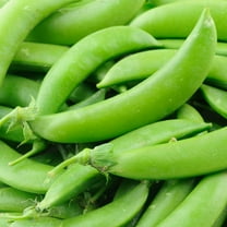 Sugar Lace II Snap Pea Garden Seeds (Treated) - 1 Lbs - Non-GMO, Heirloom Vegetable Gardening Seed