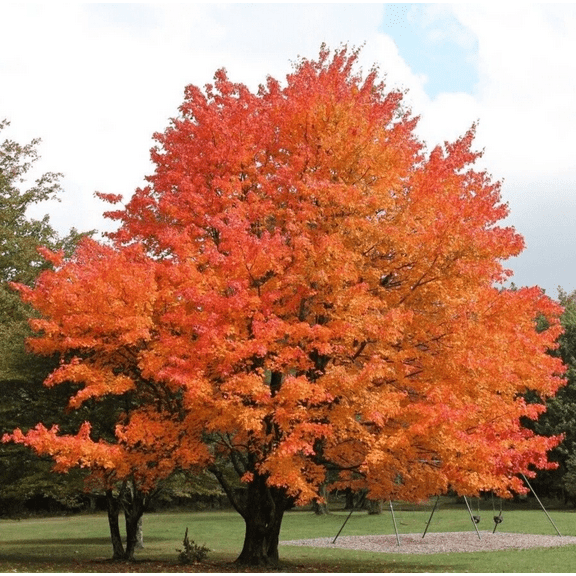 Sugar Maple Tree Orange Red Maple Plant 9-16 Inch Tall 4"Pot