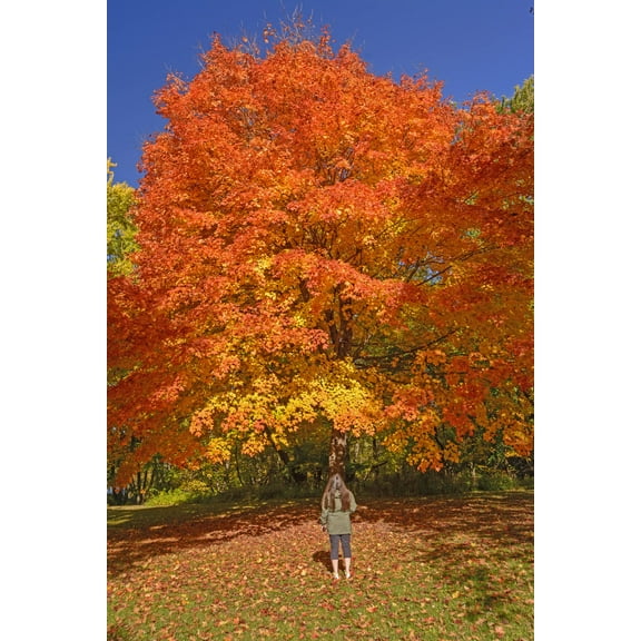 Sugar Maple Tree Seedlings for Planting | Live Tree Seedling (1 Tree) - No Ship to California