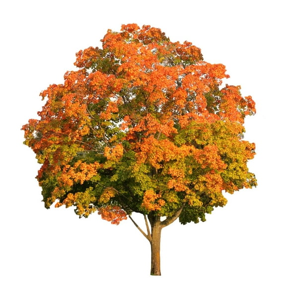 Sugar Maple Tree Seedlings for Planting | Live Tree Seedlings (1 Seedling)