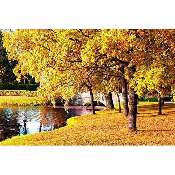 Sugar Maple Tree Seeds for Planting - 20+Seeds to Grow - Vibrant Yellow Fall Leaves - Acer Saccharum