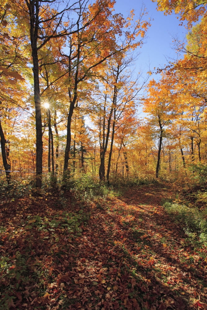 Sugar Maple Trees In Fall Bas-Saint-Laurent Region Saint-Simon Quebec Canvas Art - Yves Marcoux Design Pics (22 x 34)