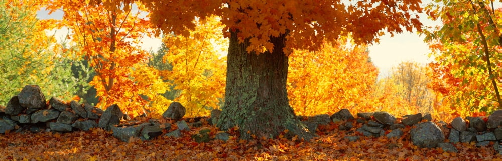 Sugar Maple tree in autumn Peacham Caledonia County Vermont USA Canvas Art - Panoramic Images (36 x 12)
