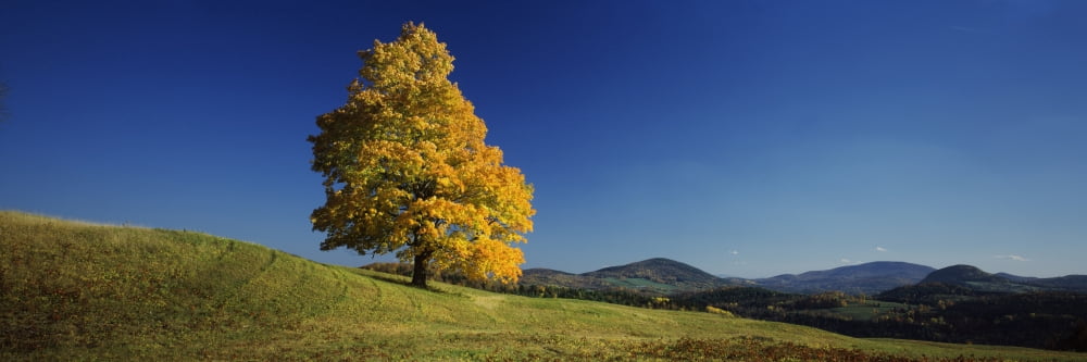 Sugar Maple tree on a hill Peacham Caledonia County Vermont USA Canvas Art - Panoramic Images (6 x 18)