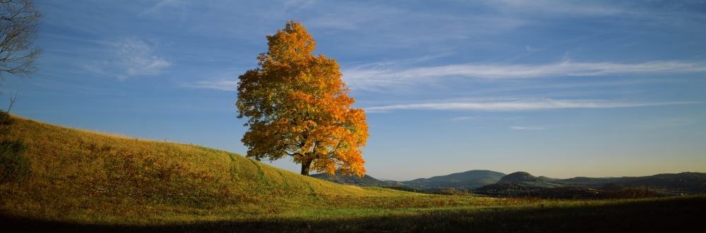 Sugar Maple tree on a hill Peacham Caledonia County Vermont USA Canvas Art - Panoramic Images (6 x 18)