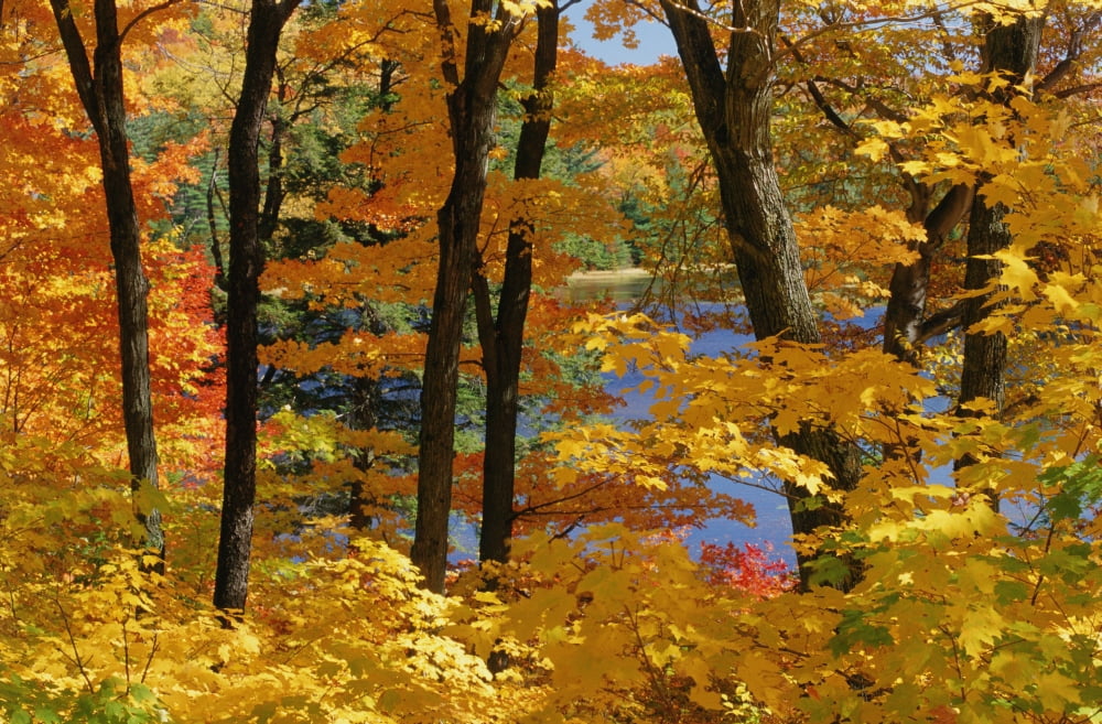 Sugar Maples Gatineau Park Quebec Canvas Art - Mike Grandmaison Design Pics (36 x 22)