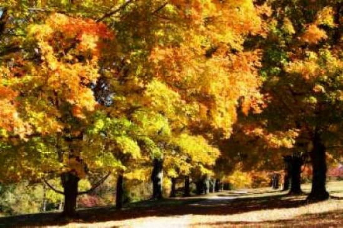 Sugar Maples I Canvas Art - Alan Hausenflock (20 x 28)